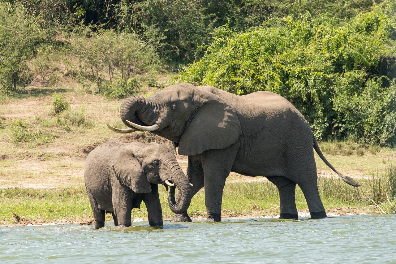 elephants  africa  uganda free photo