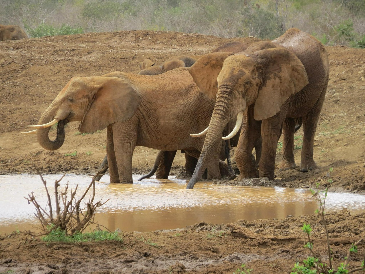 elephants animal trunk free photo