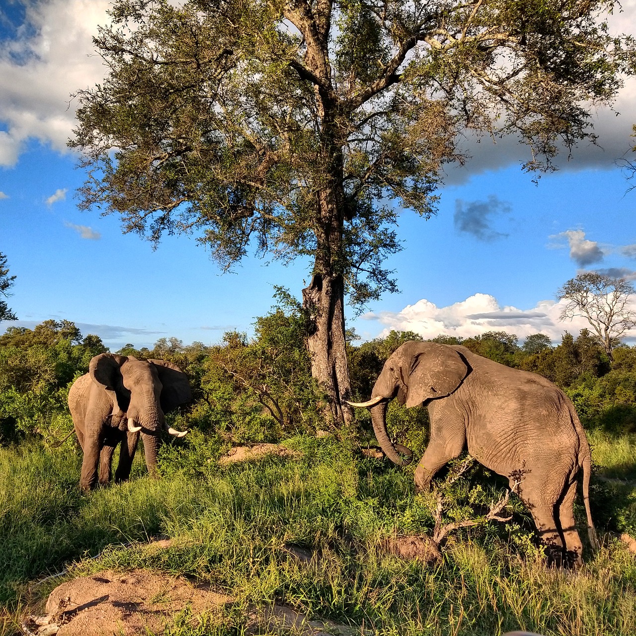 elephants  africa  safari free photo