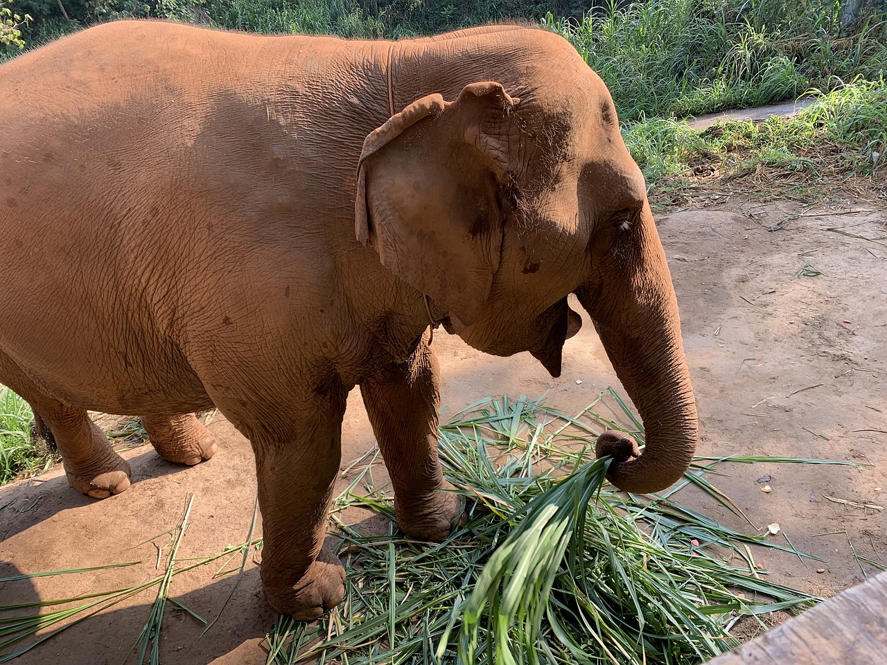 elephants  thailand  grazing free photo