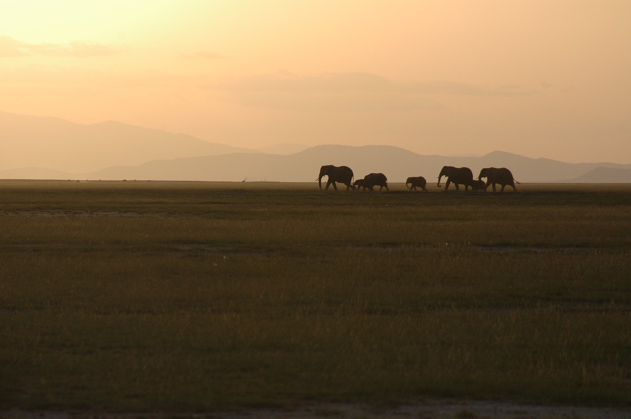 elephants  amboseli  elephant free photo