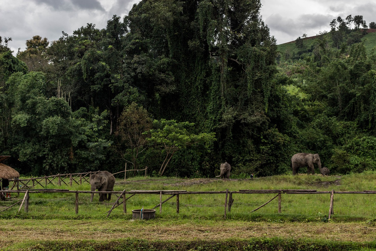 elephants  chiang mai  thailand free photo