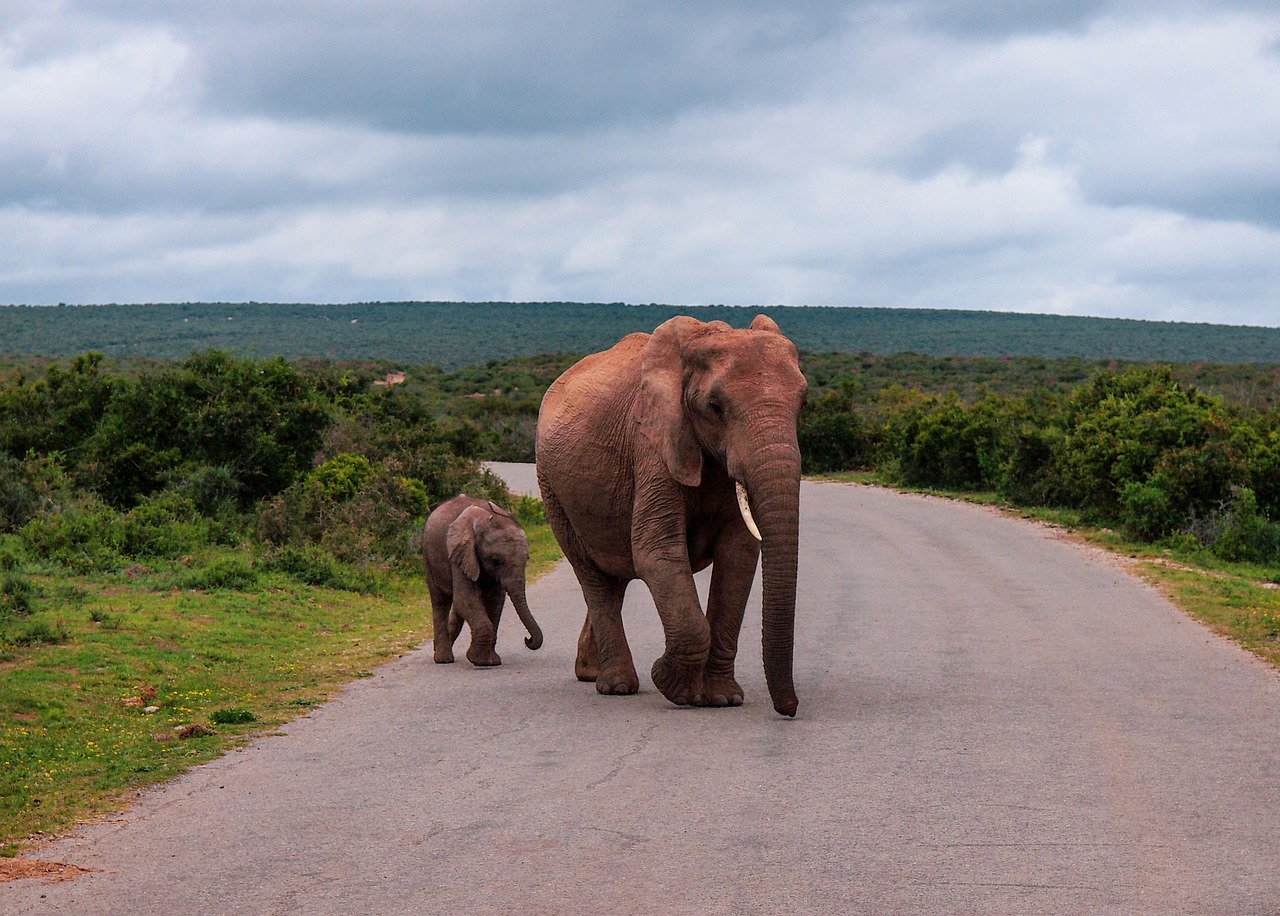 elephants  south africa  nature free photo