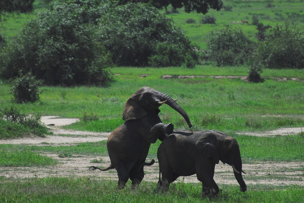elephants  tanzania  africa free photo