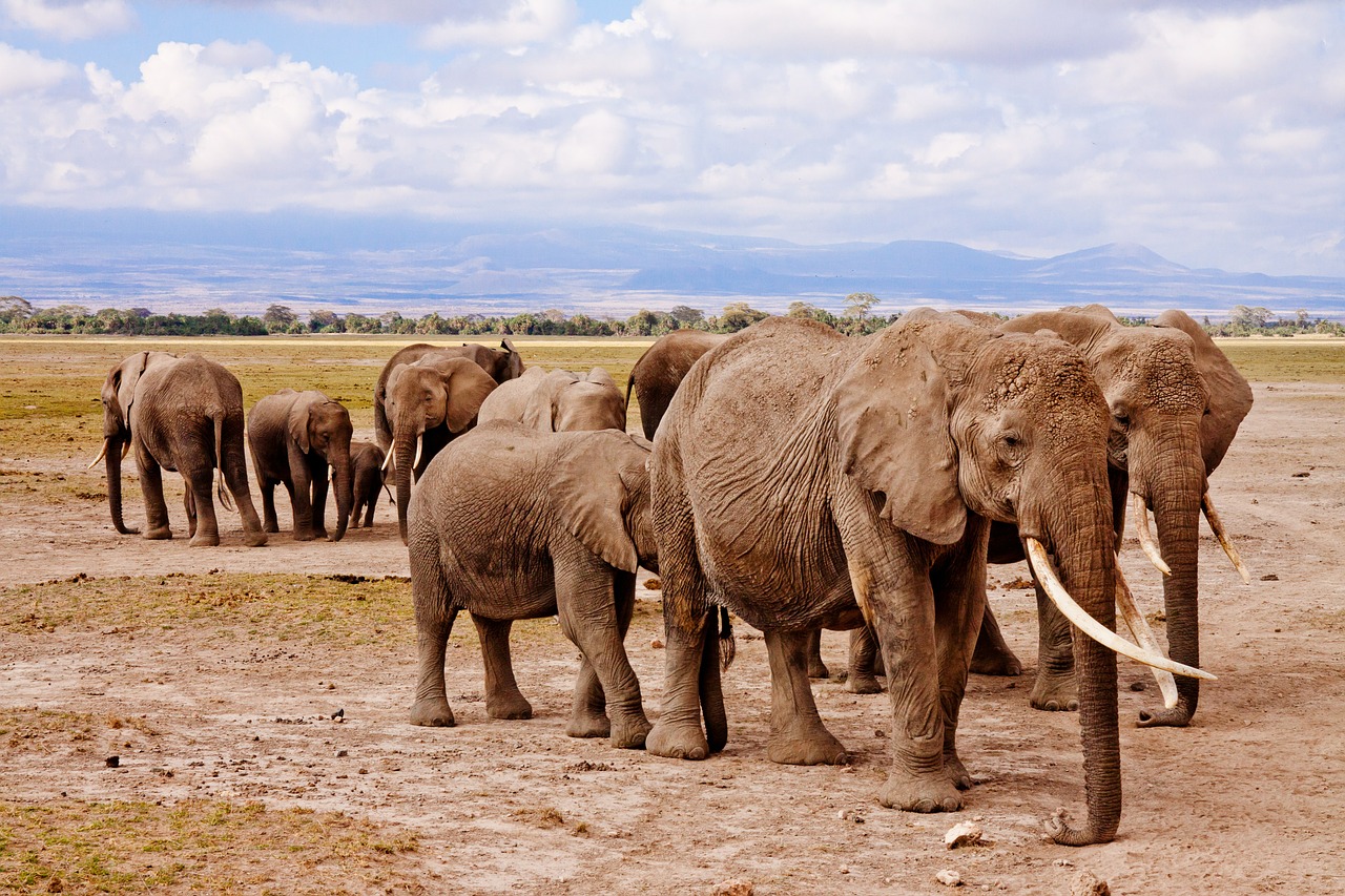 elephants africa amboseli free photo