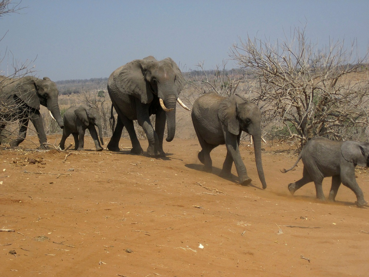 elephants family group free photo