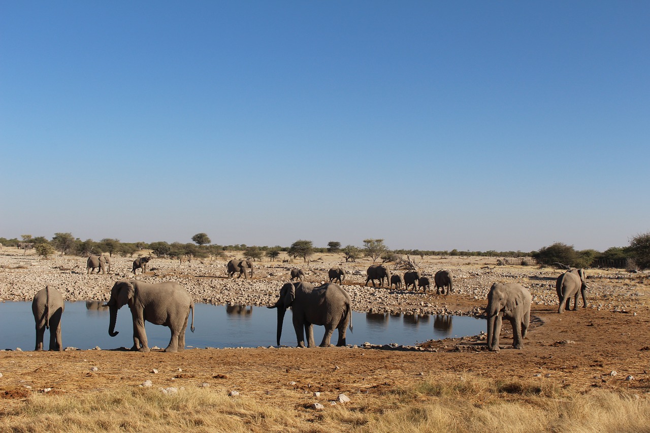 elephants namibia wild free photo