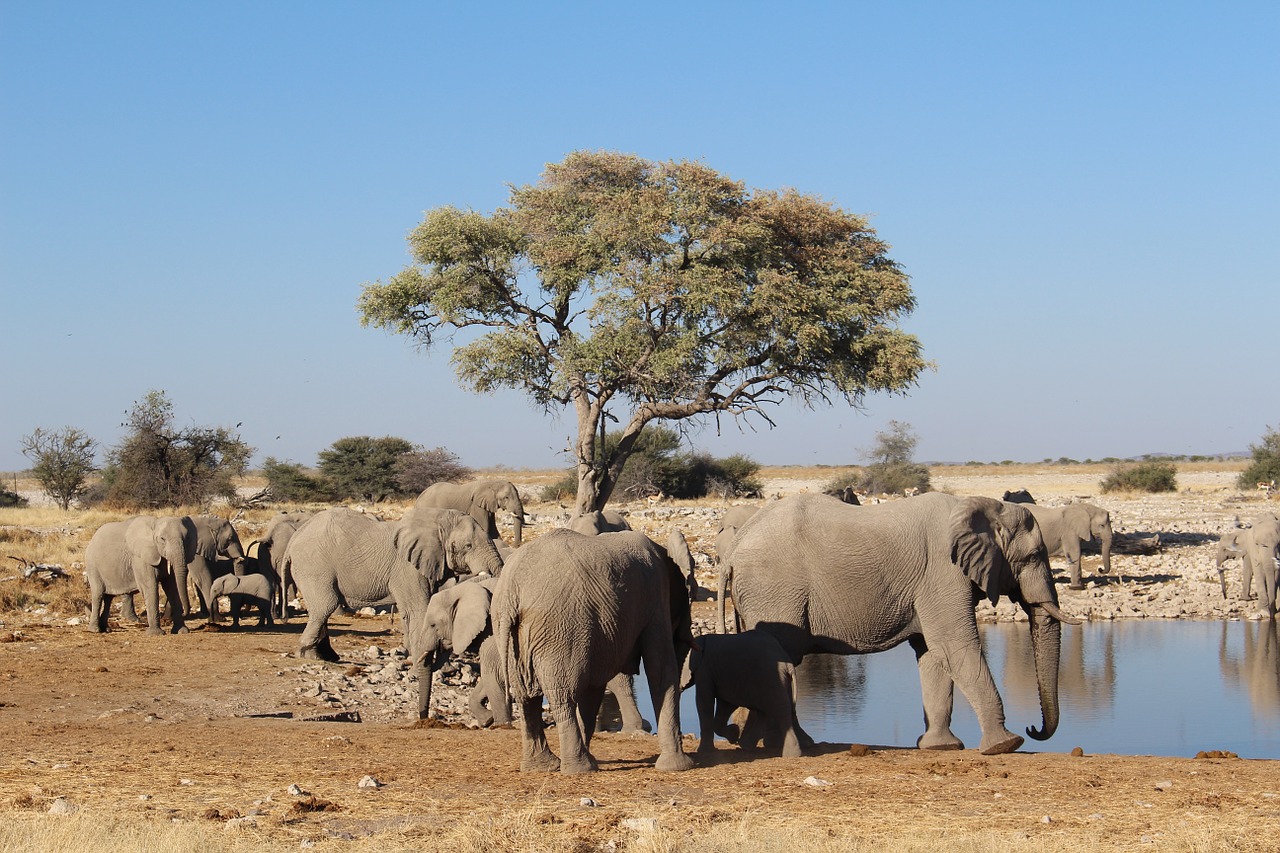 elephants namibia wild free photo