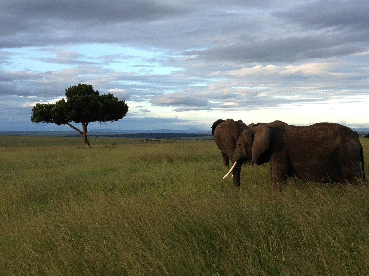 elephants tree kenya free photo