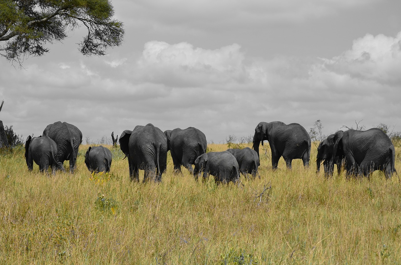 elephants tanzania africa free photo