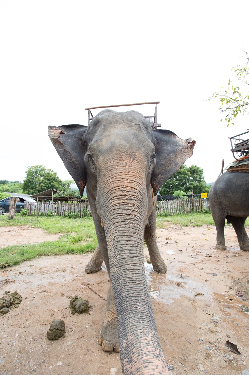 elephants positive thailand free photo