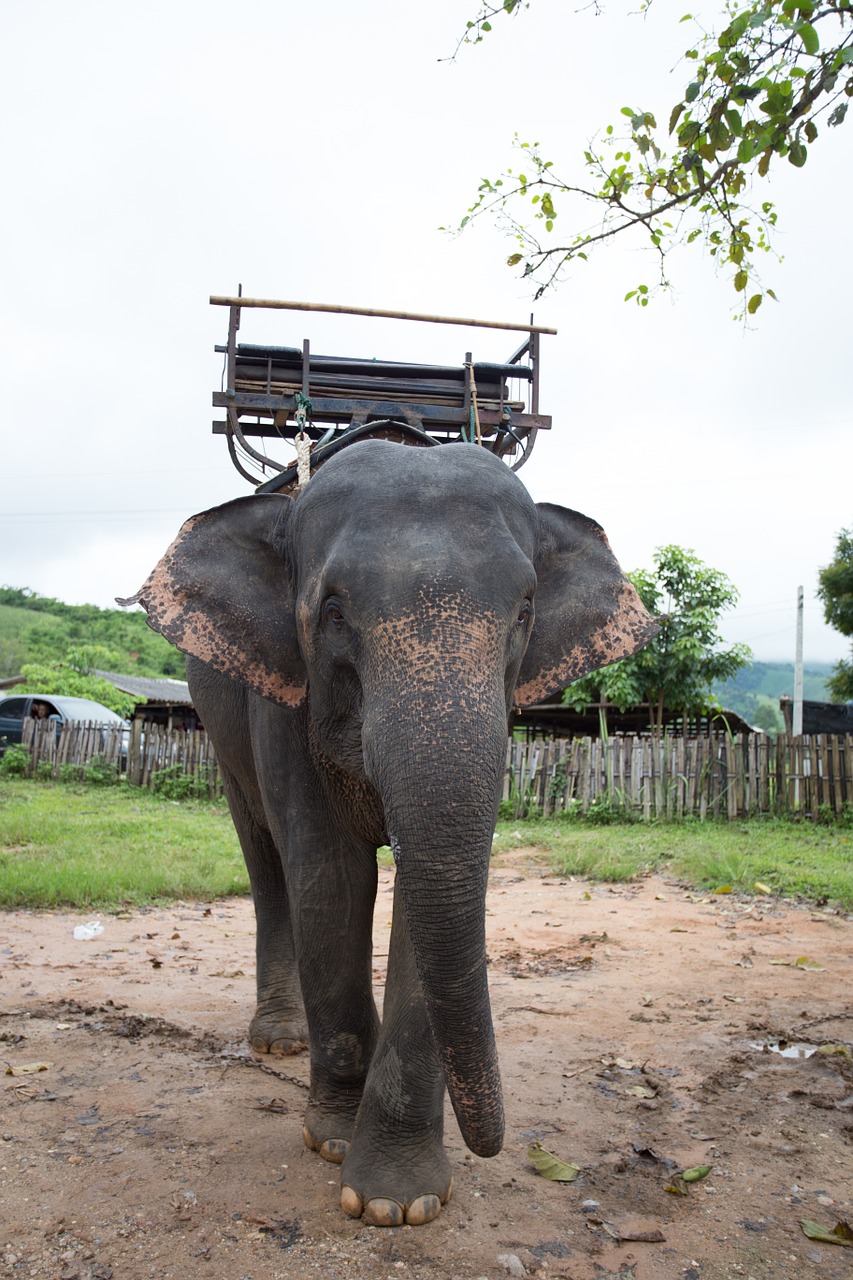 elephants thailand positive free photo