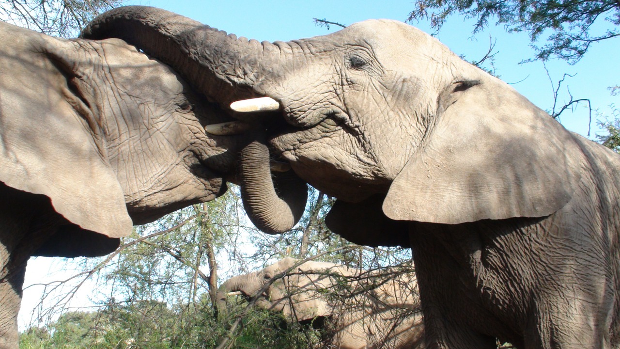 elephants kissing wild free photo
