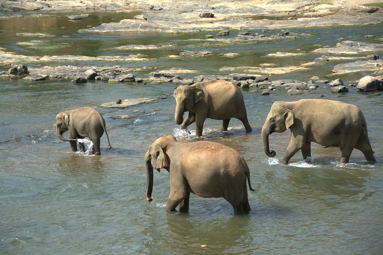 elephants herd animals free photo