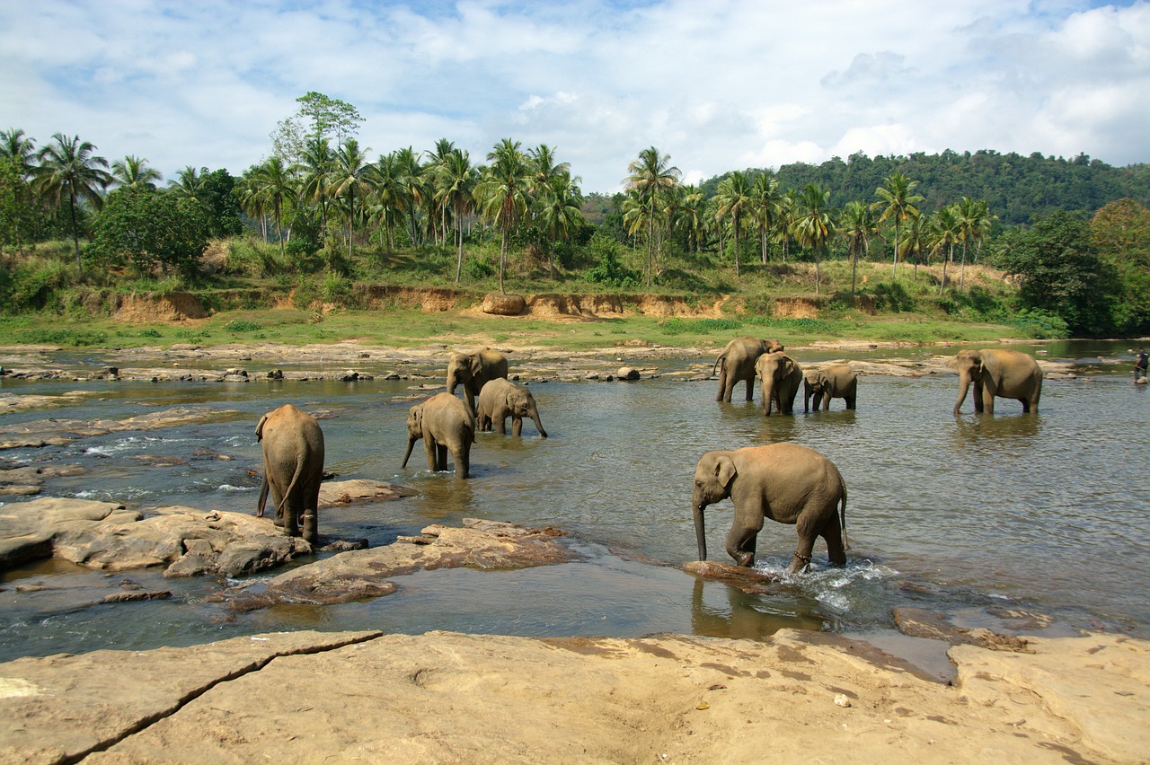 elephants herd animals free photo