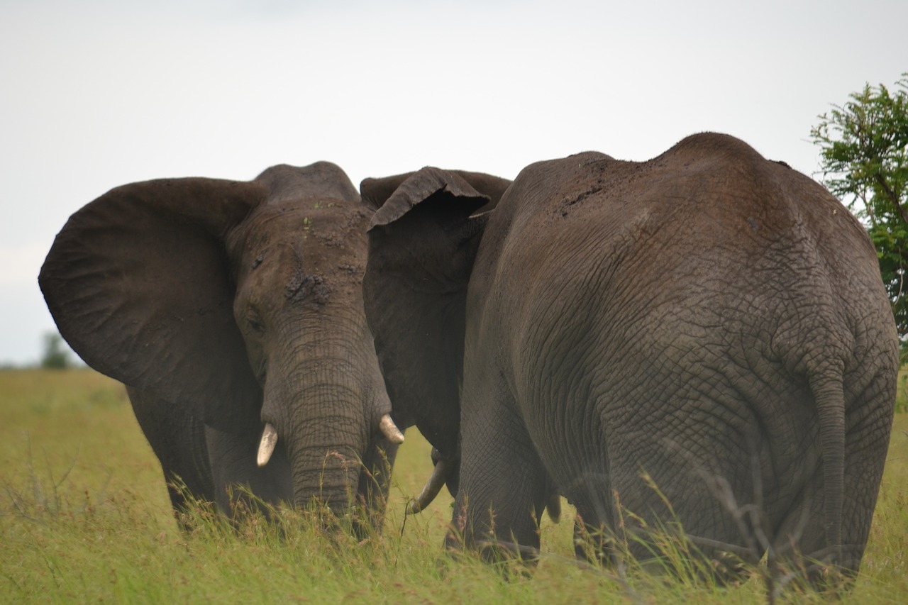 elephants africa wildlife free photo