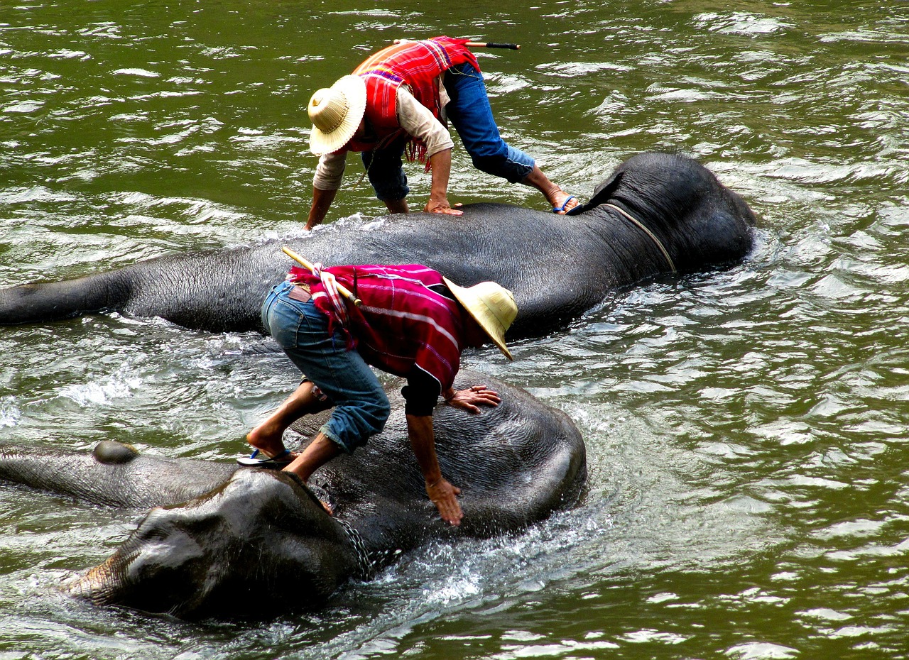 elephants men washing free photo