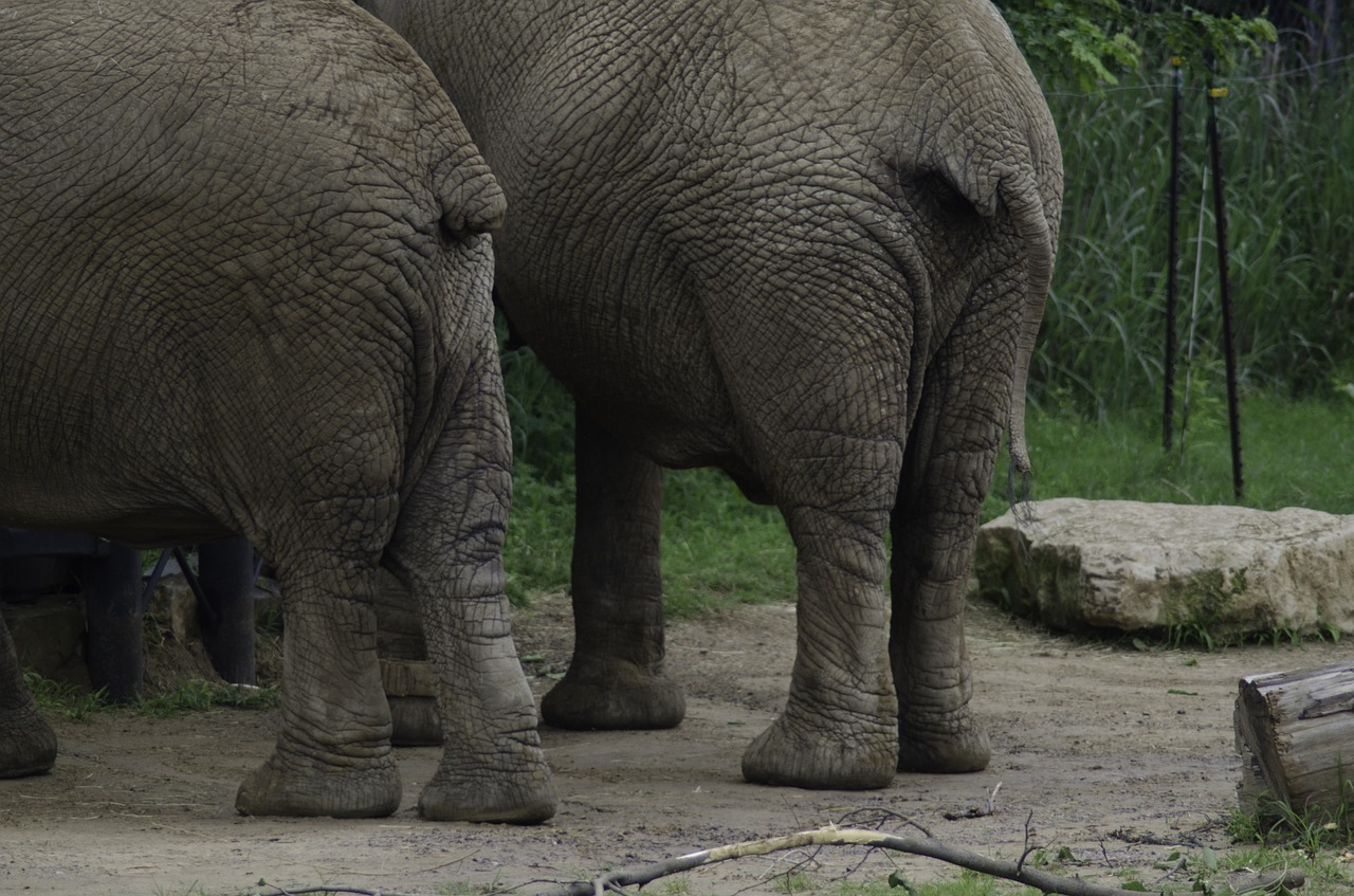 elephants butts elephant twins free photo