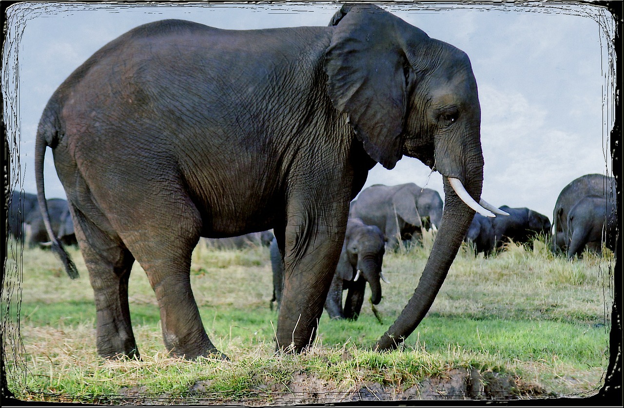 elephants animal namibia free photo