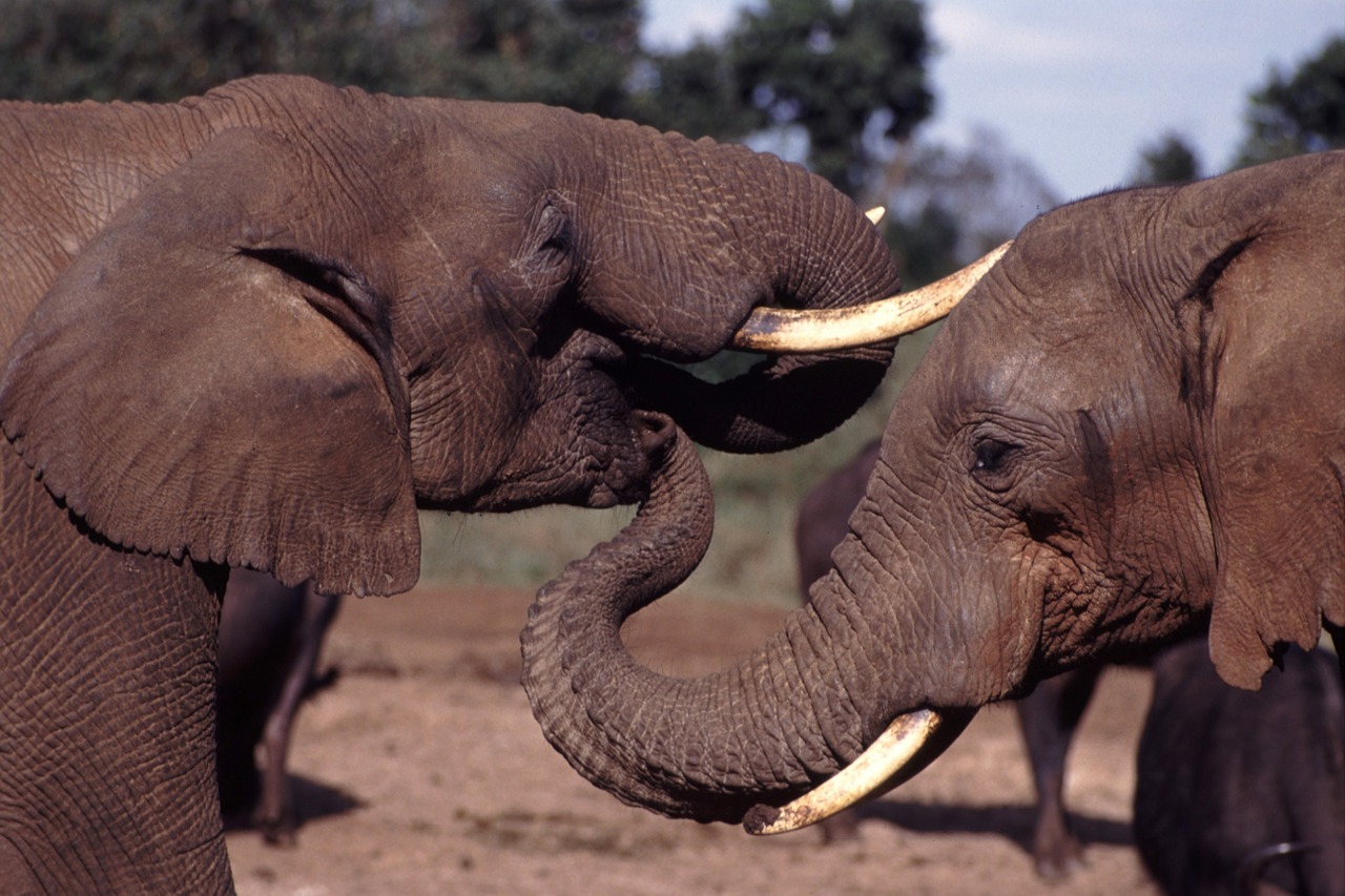 elephants trunks tusks free photo
