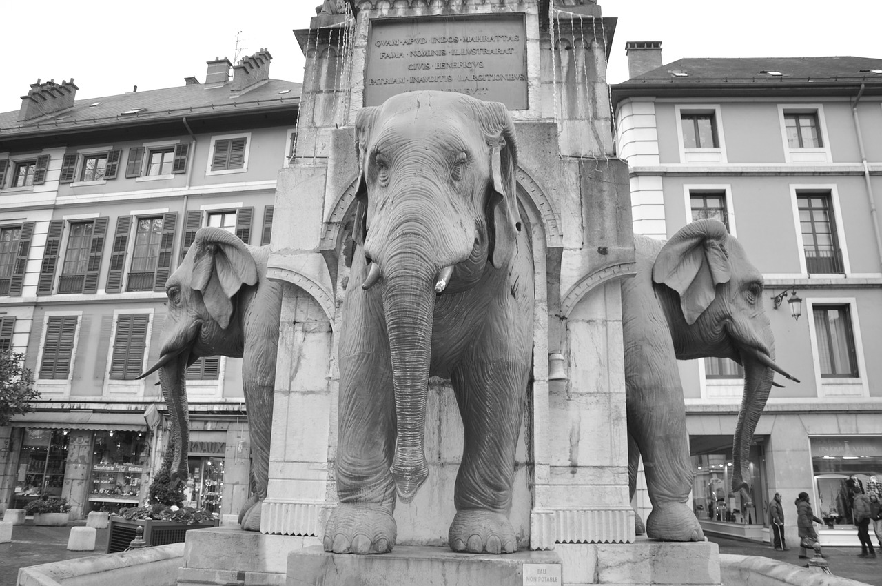 elephants chambery black white free photo