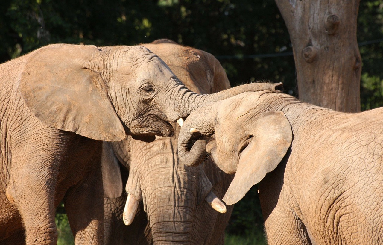 elephants parents child free photo