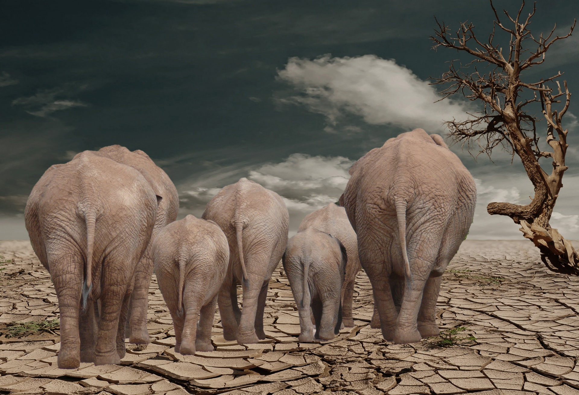 elephant elephants herd free photo