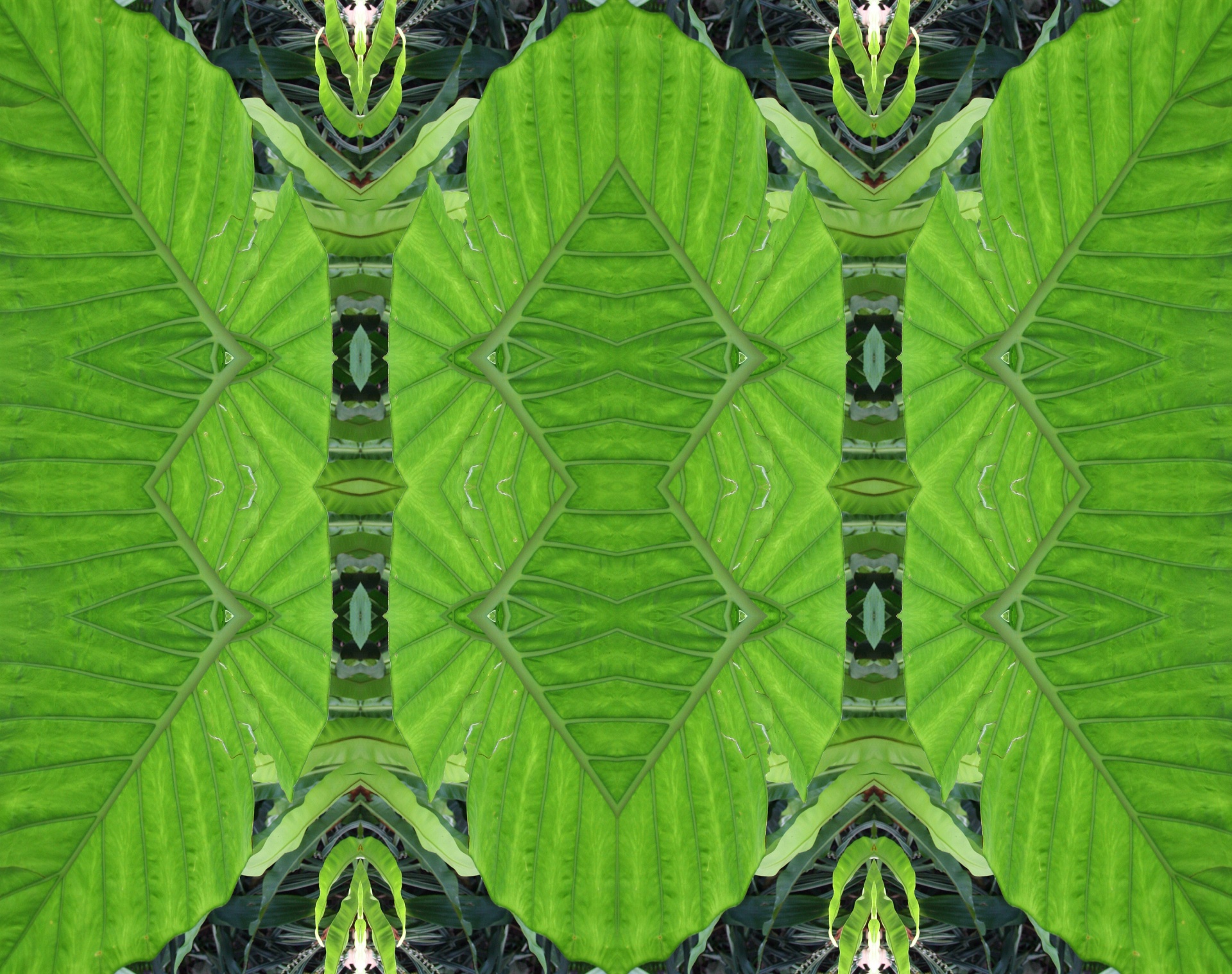 pattern leaf green free photo