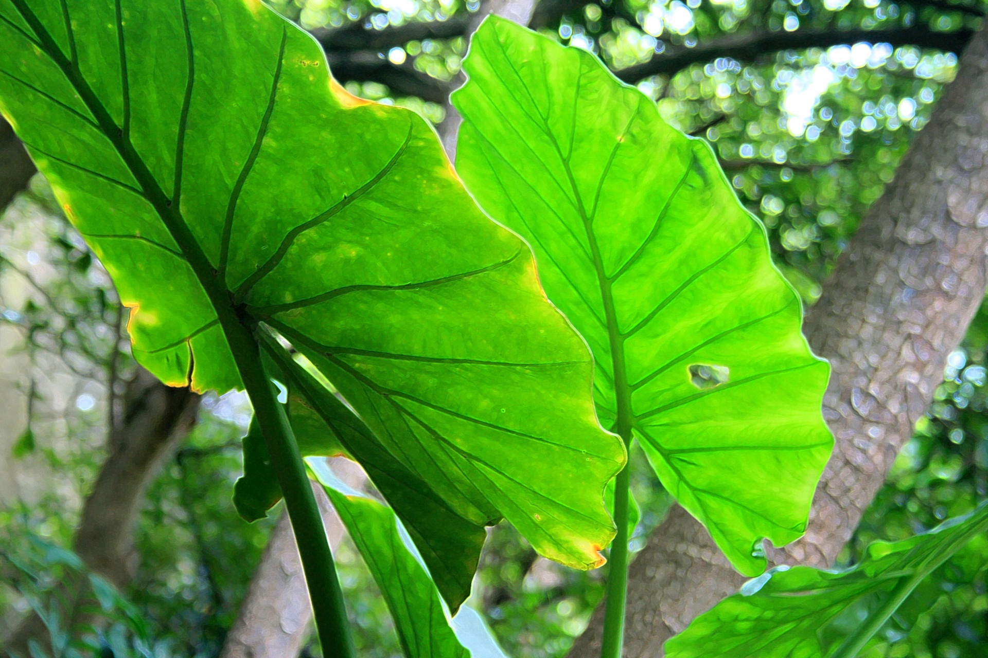 leaves large veined free photo