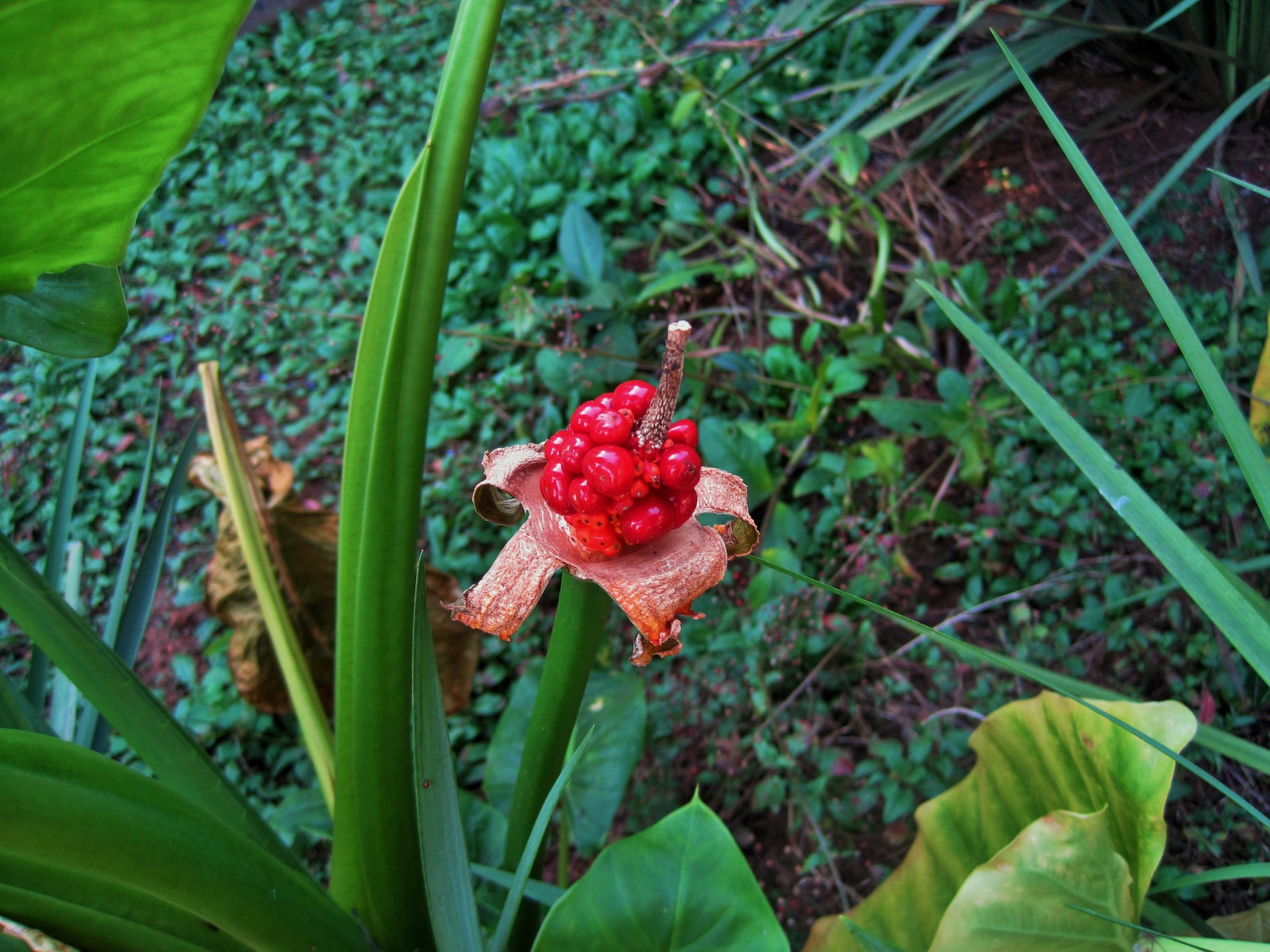 seeds elephant ear cluster free photo