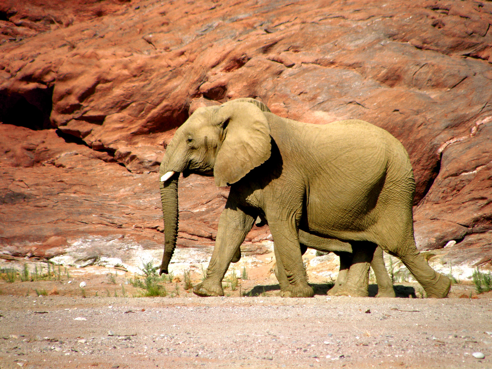 elephant wild animal leathery free photo