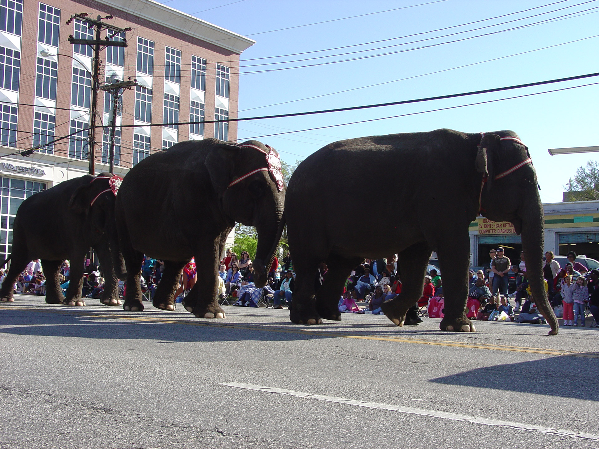elephant parade elephants on parade free photo
