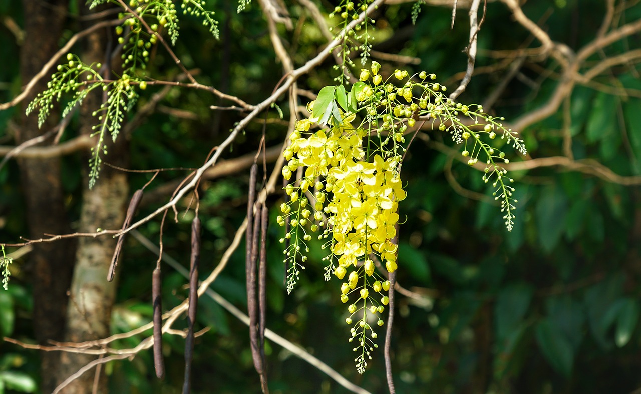 elephants trunk  pea flower  golden rain tree free photo