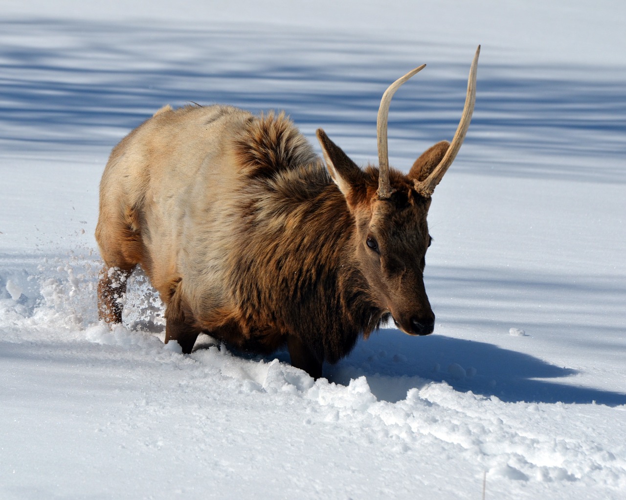 elk snow wildlife free photo
