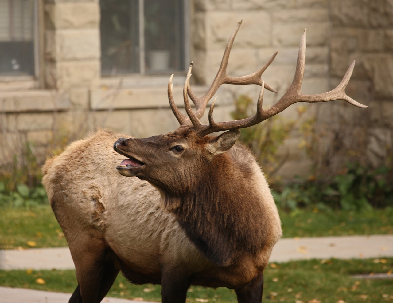 elk bull wildlife free photo