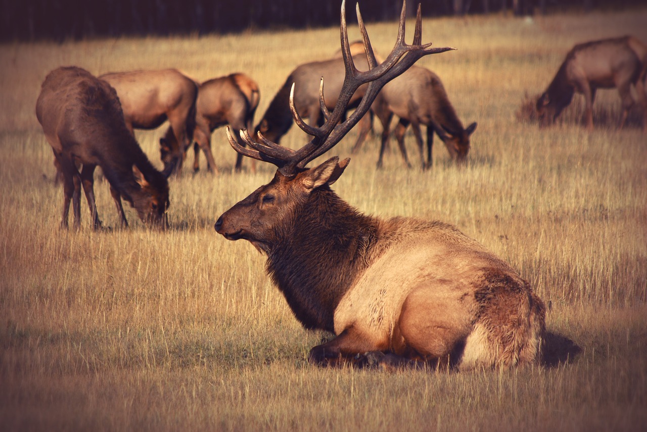 elk field wildlife free photo