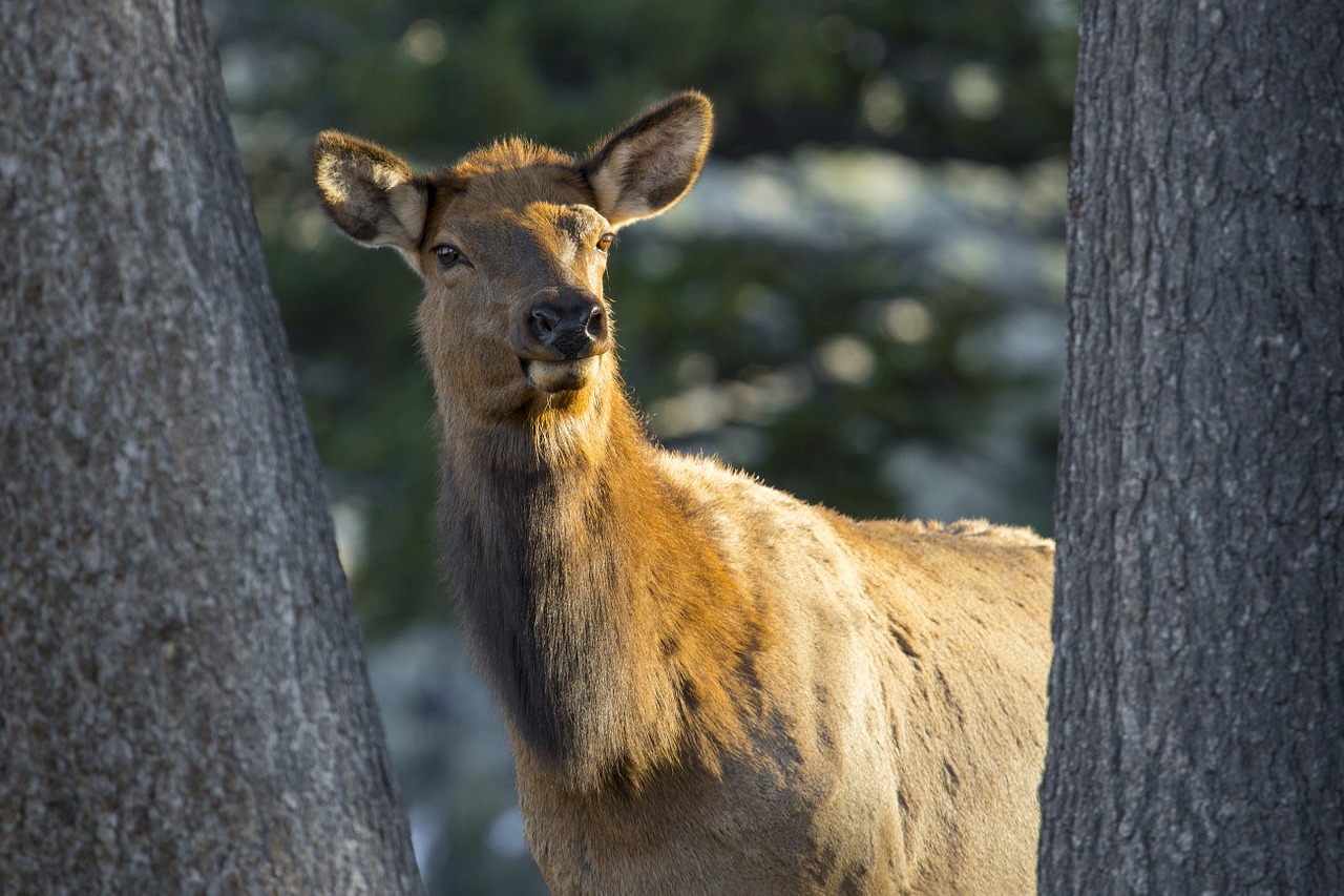 elk cow female free photo