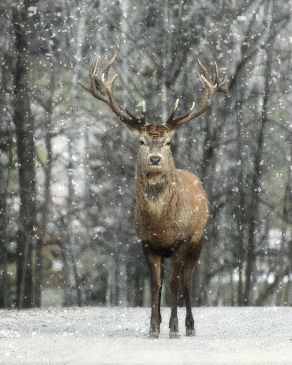 elk winter snow free photo