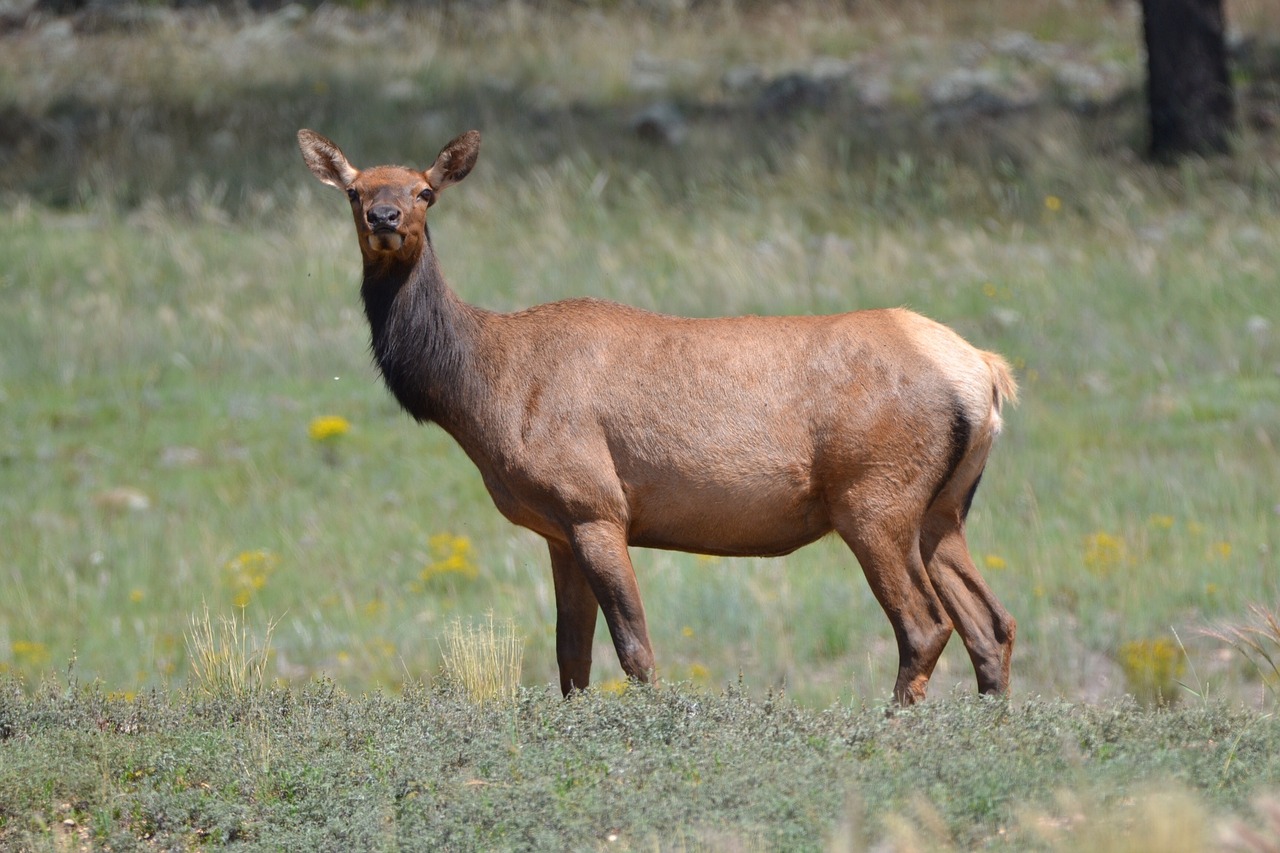 elk wild outdoors free photo