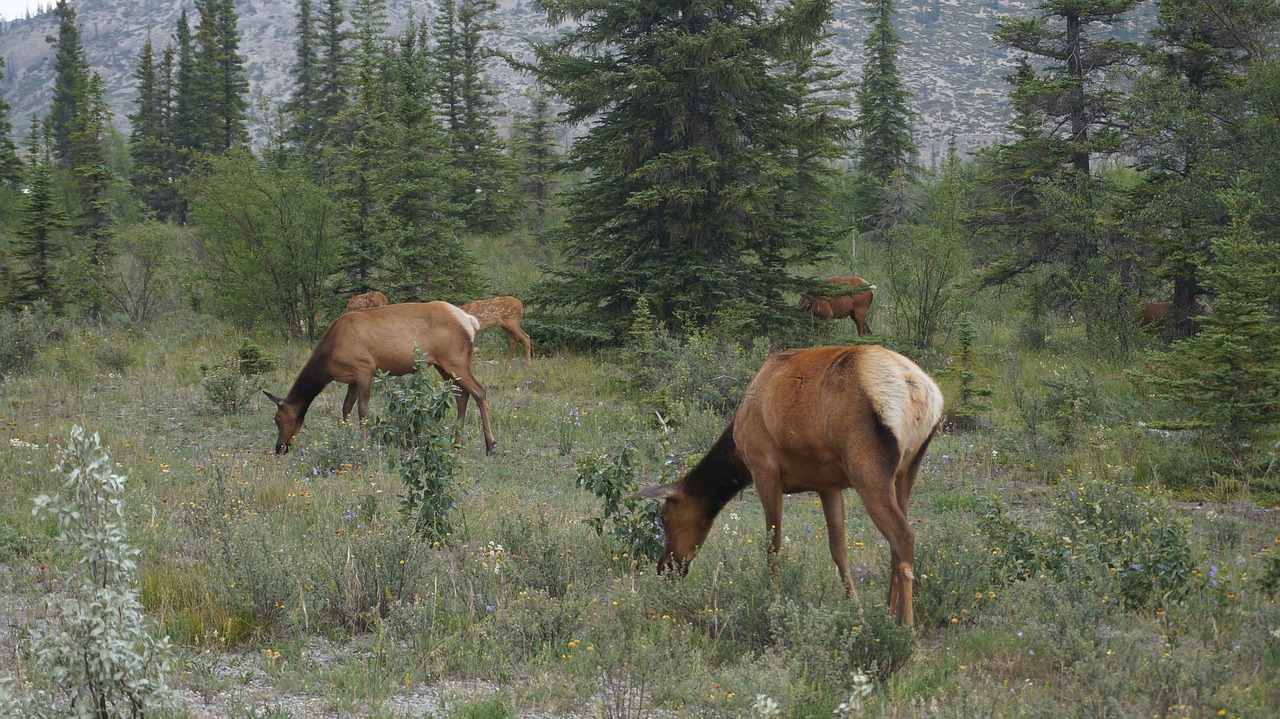 elk wilderness canada free photo