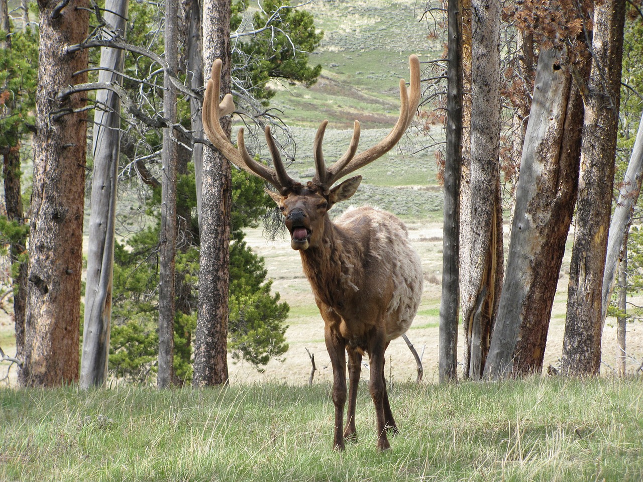 elk wildlife antlers free photo