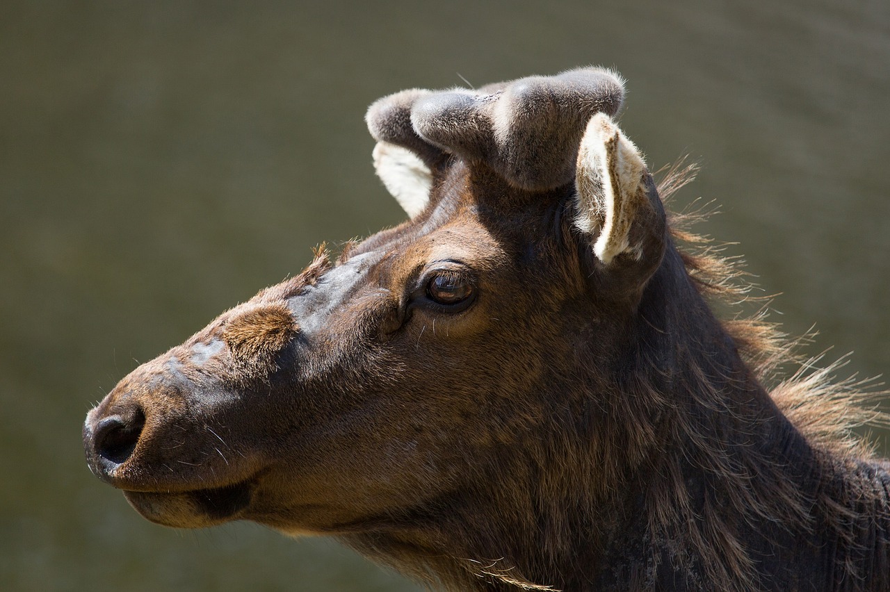 elk bull wildlife free photo