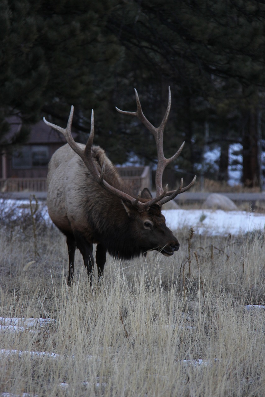 elk colorado wildlife free photo