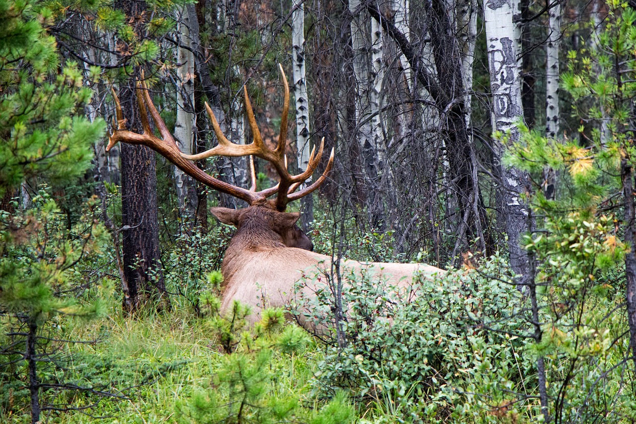 elk royal deer free photo