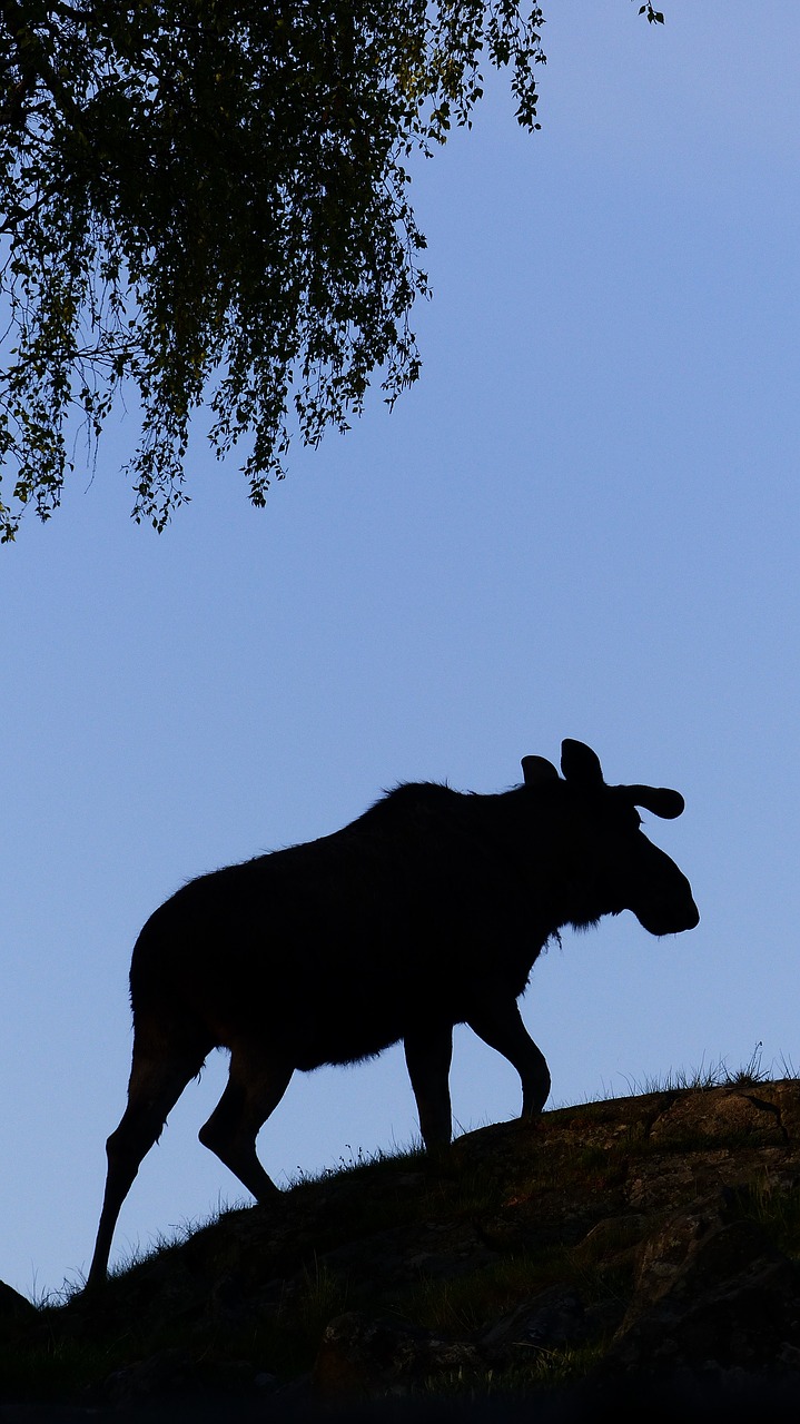 elk shadow symbol free photo