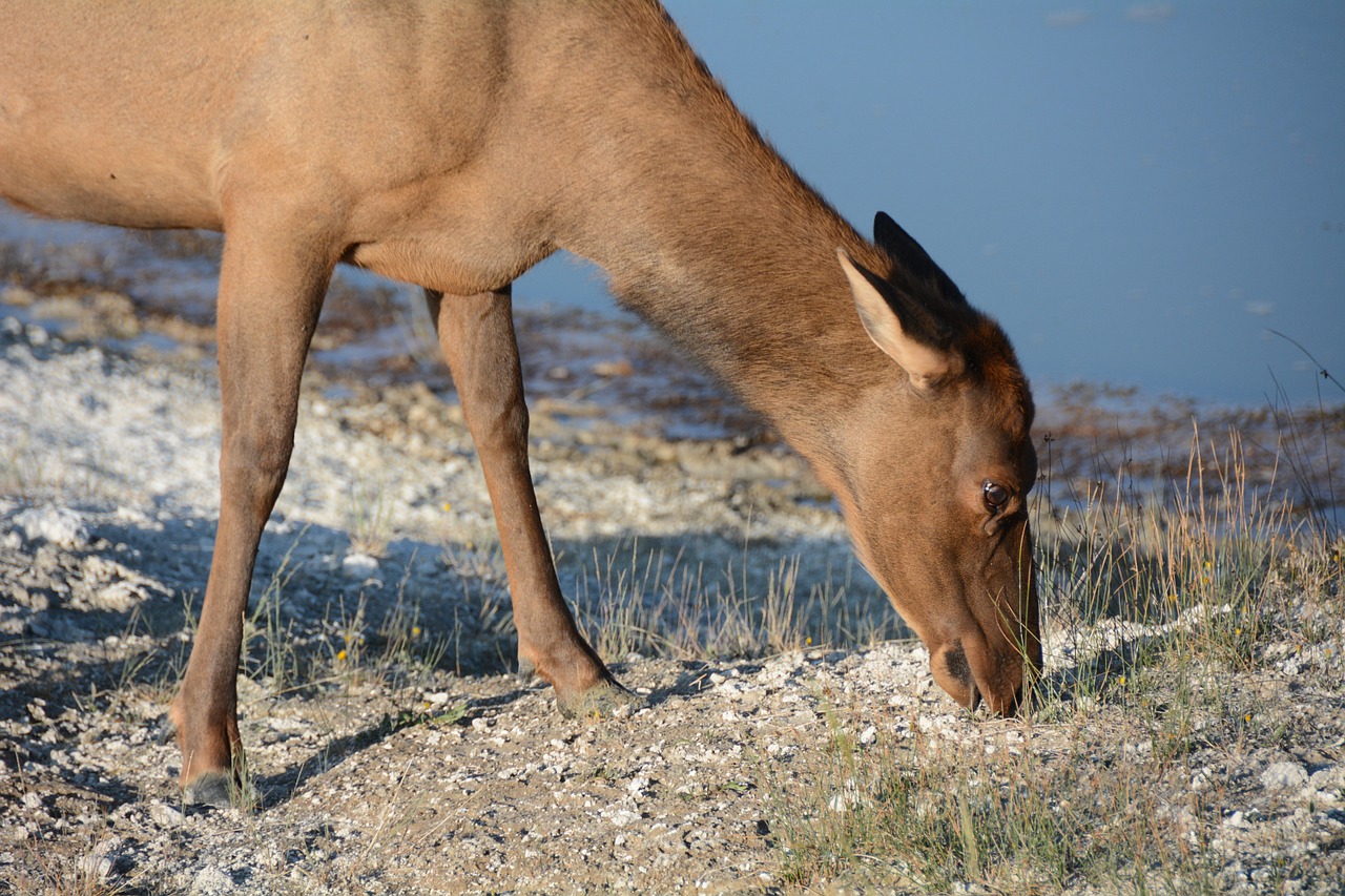 elk female mammal free photo