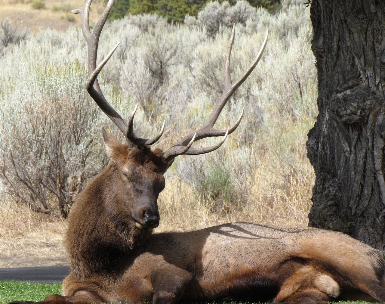 elk sleep wildlife free photo