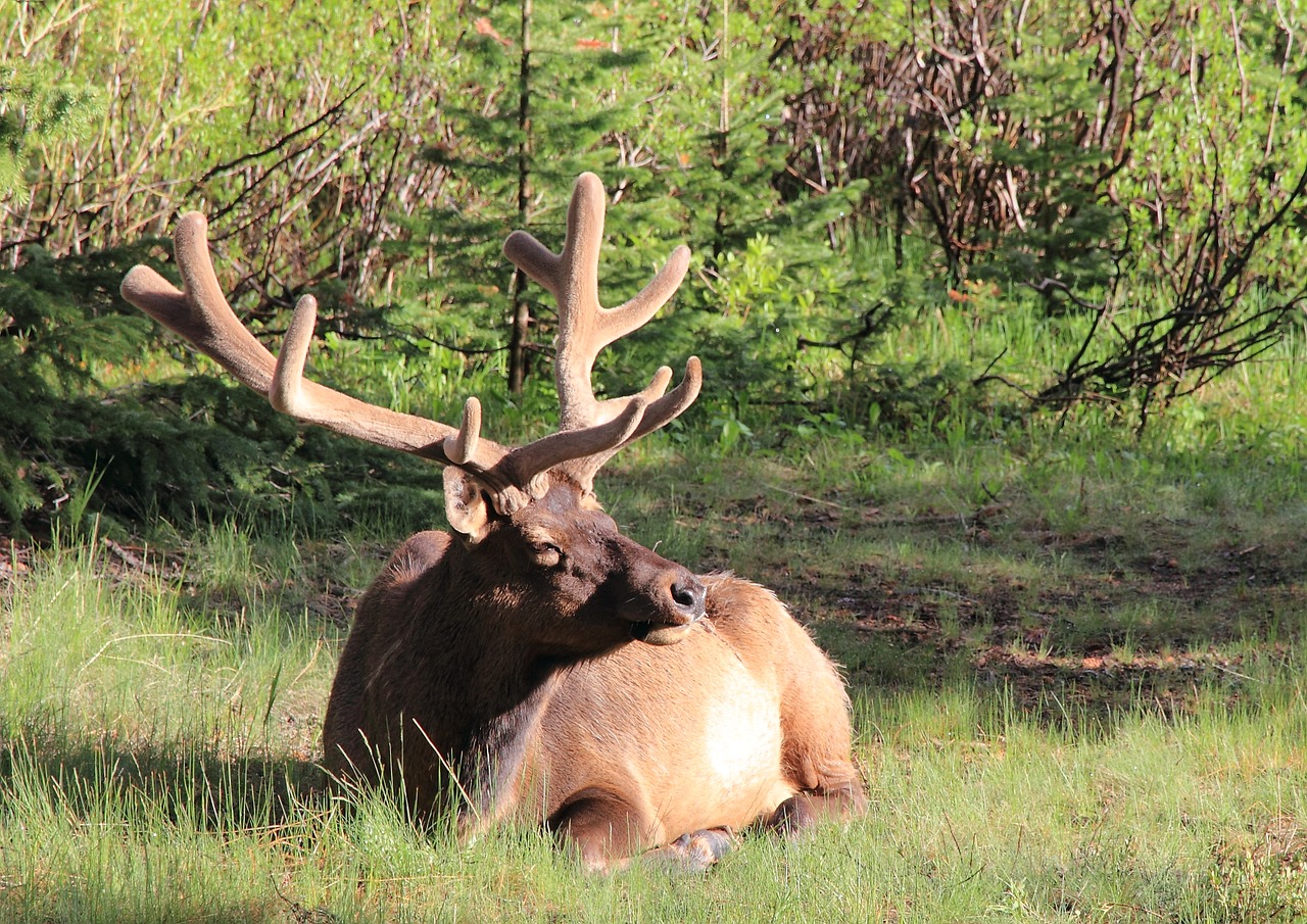 elk wildlife nature free photo
