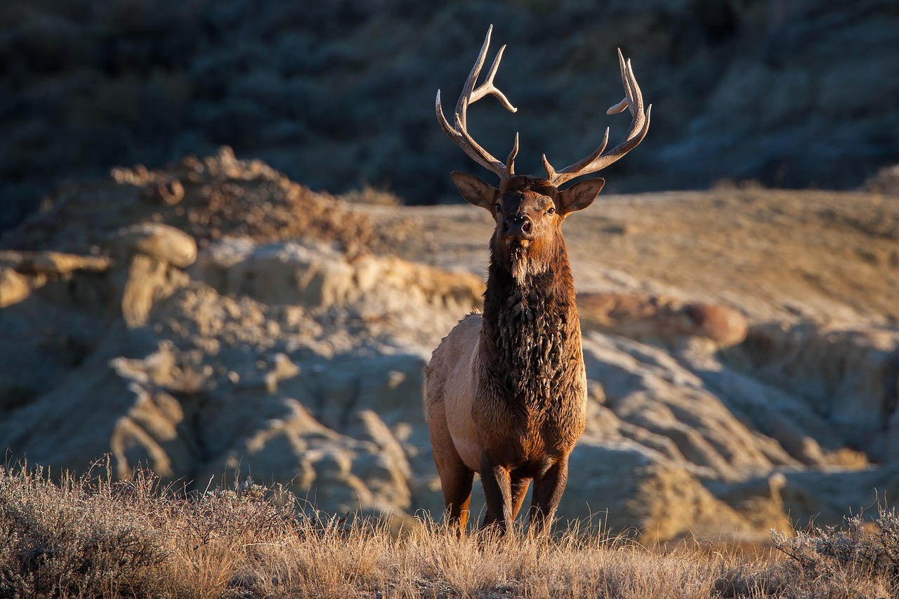 elk bull wildlife free photo