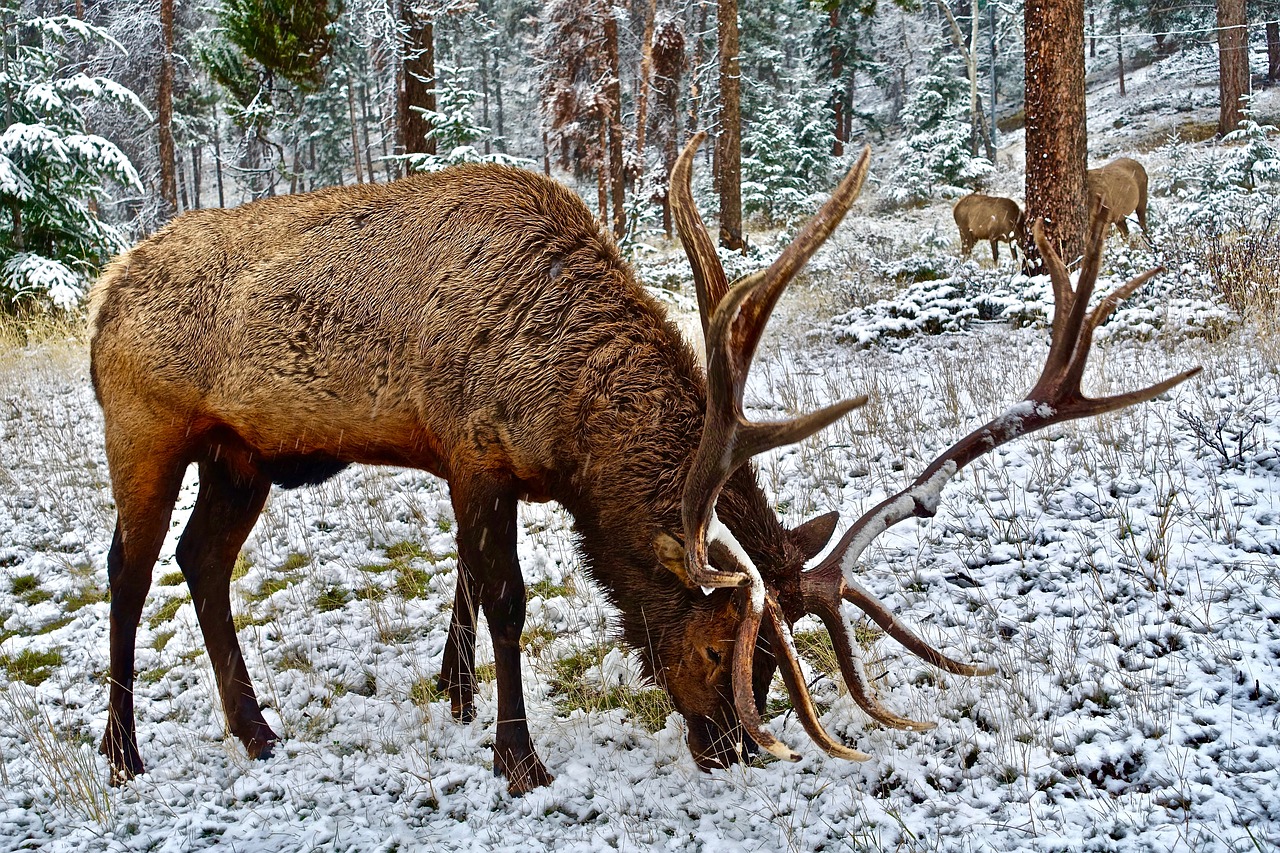 elk stag antlers free photo